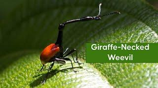 Giraffe-Necked Weevil | Endemic Species in Madagascar | The Astonishing Breadth of Wildlife