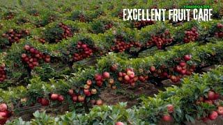 Excellent fruit care #excellent #fruit