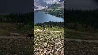 Glacier National Park Grizzly Mama and Cubs