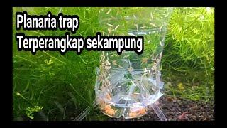 cara buat jebakan planaria untuk aquascpe # how to make a planarian trap for a beginner aquascape