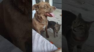 CATS AND DOGS FUNNY CUTE VIDEOS 423