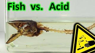 Smoked Fish vs. Stomach Acid decomposition | AcidTube-Chemical reactions