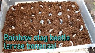 Rainbow stag beetle larvae bonanza!