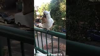 The way it used its hand  #bird #cockatoo #shorts