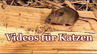 Videos für Katzen - Katzen tv Mäuse