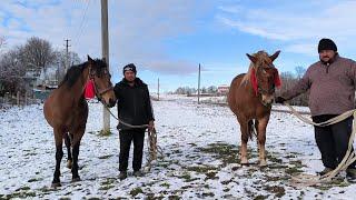 РОБОЧІ КОБИЛИ НА ПРОДАЖ