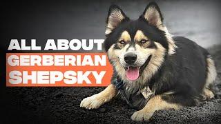 German Shepherd x Husky Mix (Gerberian Shepsky): The Complete Breed Info