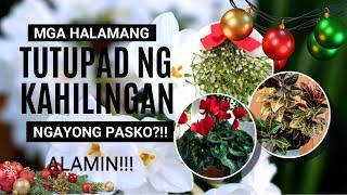 8 BEST INDOOR PLANTS NGAYONG PASKO!