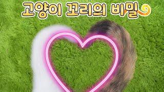 If Cats Shape a Heart with Tail, It Means They Wanna Date (ENG SUB)