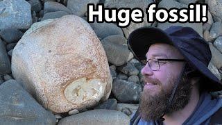 Giant fossil exposed by flood - a long day in the river pays off!