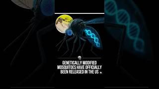 Genetically modified mosquitoes released in america #shorts #shocking #truth