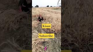 gehun Katwa lo Rs350 Rs500me #kisan #ytshorts #trending #sorts #viral