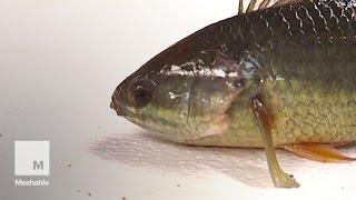 Southeast Asian walking fish lives up to its name | Mashable