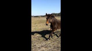 Monk and Mule Pancake got the zoomies!