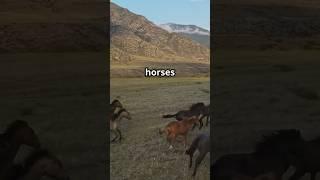 Meet the Majestic Andes Horses!