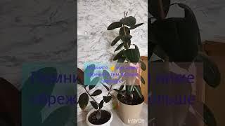 Как раскустить фикус эластика #plants#фикус #