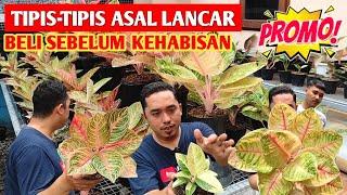 TIPIS-TIPIS ASAL LANCAR‼️ Aglonema harga spesial, beli sebelum kehabisan ~ 617