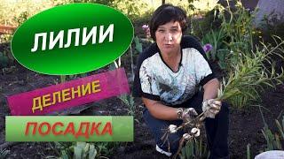 ЛИЛИИ | ТОНКОСТИ ДЕЛЕНИЯ И ПОСАДКИ | Секреты пышного цветения лилий