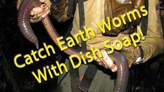 Catch earth worms with dish soap