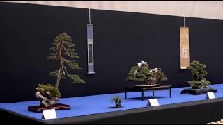 Trophy Bonsai Exhibition 2025