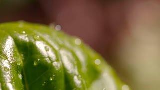 Free Stock Video Download | Raindrops on Leaf | Free HD Download