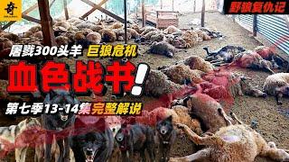 大型紀錄片【野狼復仇記】第七季13-14集，屠戮300頭羊，狼群的血色戰書，牧民團結堅守牧區，犬王烟霧父子打亂狼群計劃，拯救綿羊母子#坎高犬#狼#牧羊犬#狗#狼群#土耳其#动物世界#動物解説#動物世界