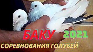 Соревнования голубей в Баку! Алиев Акпер!