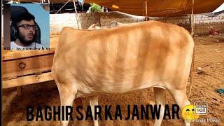 Baghir sar ka janwar in jauhar.?? Is this news real or not | I revel it | zainwahabofficial | watch