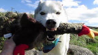 HAPPY BIRTHDAY NOOK ~ Husky gets his very own TURKEY friend ~ Part 1~ Gift opening to follow ..