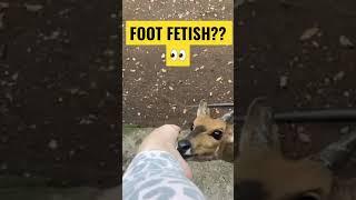 This buck has foot fetishes.  #animals #funny #shorts #wildlife #bucks #shocking #amazing #bucks