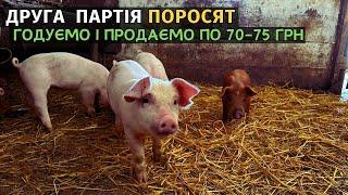 Ставлю другу партію поросят на відгодівлю. Ціна 55 грн , але я їх продаю дорожче. Бізнес на свинях!