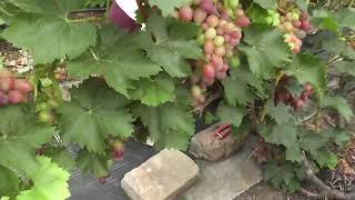 Сорт винограду "Парижанка" - сезон 2022 # Grape variety "Paryzhanka" - season 2022