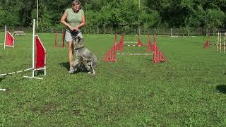 ЧТО ТАКОЕ АДЖИЛИТИ / ТРЕНИРОВКА ПО АДЖИЛИТИ #аджилити #agility #дрессировкасобак #собачийспорт #dogs