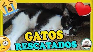 Seis GATOS RESCATADOS por un JOVEN del GATO de la Azotea