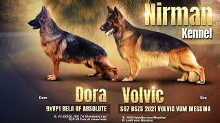 With guarantee show quality German shepherd