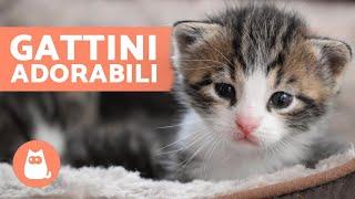 Video di GATTINI BEBÈ  Carini e Divertenti!