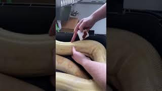 How to give an intramuscular injection in a snake