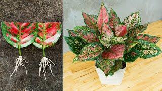 How to grow and care aglaonema red plant simple and effective