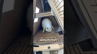 Rabbit's New House 