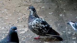 Наши самые верные и любимые голуби (Our Most Favorite Pigeons).