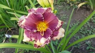 Лилейник Скифский  Оракул (С. Пикалова)_ Daylily (Hemerocallis 'Скифский  Оракул')