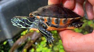 Checking in on my baby turtles, tortoises, mata mata, map turtles, snapping turtles and more!!!