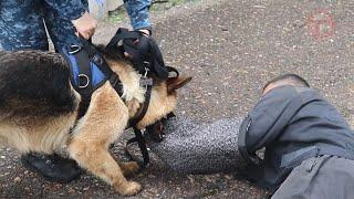 Сегодня профессиональный праздник отмечают сотрудники службы охраны уголовно-исполнительной системы