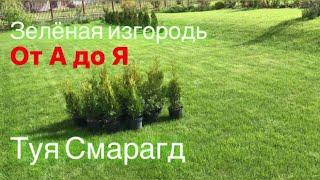 Сажаем живую изгородь из туи Смарагд. От А до Я 