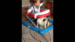 Baby Louie loves the pugs!