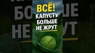 Как бороться с вредителями на капусте ? #дача #капуста #вредители #садоводство #огород #дачныйсезон
