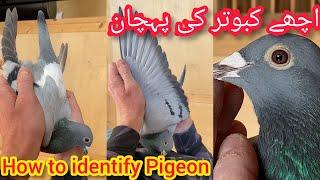 ache kabootar ki pehchan | racing pigeons ki pehchan 2022 | Hoe to Identify Racing Pigeon