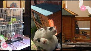 Frankie and Benjie Get A New House For Ratmas! Merry Petmas 2024 | New Year New Enclosure 2025