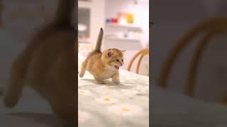 ketty cat#viral #kittencomedy #viral #cat #cute