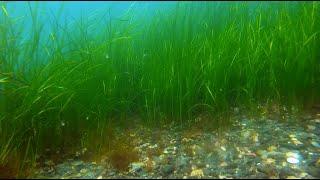 A Dive in an Eelgrass Meadow — SCUBA SeaTrek